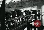 Image of United States 104th Infantry Division New York United States USA, 1945, second 41 stock footage video 65675039806