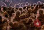 Immagine di Rodeos United States USA, 1986, secondo 46 filmato di repertorio 65675039832