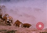 Image of Yellowstone National Park United States USA, 1986, second 32 stock footage video 65675039834