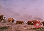 Image of Yellowstone National Park United States USA, 1986, second 33 stock footage video 65675039834