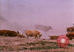 Image of Yellowstone National Park United States USA, 1986, second 34 stock footage video 65675039834