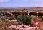 Image of Yellowstone National Park United States USA, 1986, second 37 stock footage video 65675039834