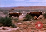 Image of Yellowstone National Park United States USA, 1986, second 38 stock footage video 65675039834