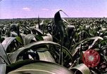 Image of Landmarks of the midwest United States United States USA, 1986, second 34 stock footage video 65675039836