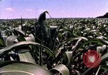 Image of Landmarks of the midwest United States United States USA, 1986, second 36 stock footage video 65675039836
