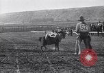 Image minuscule cheval Acariens United States USA, 1927, de la seconde 58 séquences d'archives historiques vidéo 65675039842