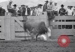 Image cowboys Salinas California USA, 1951, de la seconde 51 séquences d'archives historiques vidéo 65675039865