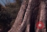 Image of lookout post South Vietnam, 1962, second 31 stock footage video 65675039890