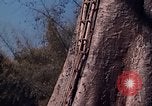 Image of lookout post South Vietnam, 1962, second 32 stock footage video 65675039890