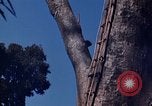 Image of lookout post South Vietnam, 1962, second 35 stock footage video 65675039890
