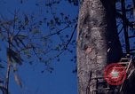 Image of lookout post South Vietnam, 1962, second 39 stock footage video 65675039890