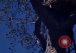 Image of lookout post South Vietnam, 1962, second 41 stock footage video 65675039890