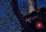 Image of lookout post South Vietnam, 1962, second 44 stock footage video 65675039890