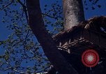 Image of lookout post South Vietnam, 1962, second 45 stock footage video 65675039890