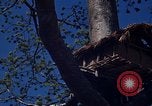 Image of lookout post South Vietnam, 1962, second 46 stock footage video 65675039890