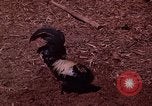 Image of American soldier South Vietnam, 1962, second 24 stock footage video 65675039893