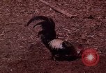 Image of American soldier South Vietnam, 1962, second 26 stock footage video 65675039893