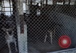 Image of United States Navy Sentry John B Robbins Da Nang Vietnam, 1967, second 38 stock footage video 65675039911