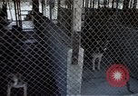 Image of United States Navy Sentry John B Robbins Da Nang Vietnam, 1967, second 45 stock footage video 65675039911