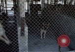 Image of United States Navy Sentry John B Robbins Da Nang Vietnam, 1967, second 46 stock footage video 65675039911