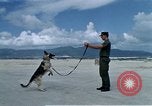 Image of United States Navy Sentry John B Robbins Da Nang Vietnam, 1967, second 10 stock footage video 65675039912
