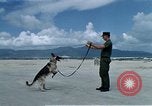 Image of United States Navy Sentry John B Robbins Da Nang Vietnam, 1967, second 11 stock footage video 65675039912