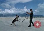 Image of United States Navy Sentry John B Robbins Da Nang Vietnam, 1967, second 12 stock footage video 65675039912