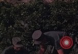 Image of ARVN officer and U.S. Adviser question Vietcong prisoner in Tuy Hoa, S Tuy Hoa South Vietnam, 1962, second 60 stock footage video 65675039921