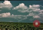 Standbild Zigarettenfabrik Virginia United States USA, 1949, aus Sekunde 56 historischem Filmmaterial Videoclip 65675039928