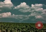 Standbild Zigarettenfabrik Virginia United States USA, 1949, aus Sekunde 60 historischem Filmmaterial Videoclip 65675039928