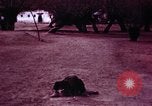 Image jeune Dalaï Lama Lhassa (Tibet), 1943, de la seconde 19 séquences d'archives historiques vidéo 65675039994
