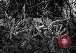 Image of French troops charge from trench World War 1 Western Front European Theater, 1918, second 19 stock footage video 65675040043