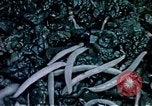 Image of food and nutrition circa 1940 United States USA, 1940, second 43 stock footage video 65675040101
