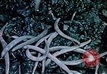 Image of food and nutrition circa 1940 United States USA, 1940, second 44 stock footage video 65675040101