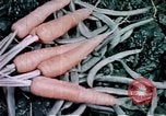Image of food and nutrition circa 1940 United States USA, 1940, second 47 stock footage video 65675040101