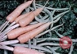 Image of food and nutrition circa 1940 United States USA, 1940, second 50 stock footage video 65675040101