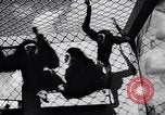Image of Ludwig family California United States USA, 1951, second 5 stock footage video 65675040119