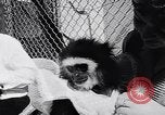 Image of Ludwig family California United States USA, 1951, second 24 stock footage video 65675040119