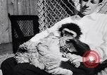 Image of Ludwig family California United States USA, 1951, second 38 stock footage video 65675040119