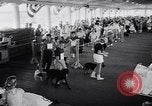 Immagine di Dog show Asbury Park New Jersey USA, 1957, secondo 6 filmato di repertorio 65675040132