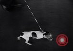 Immagine di Dog show Asbury Park New Jersey USA, 1957, secondo 16 filmato di repertorio 65675040132