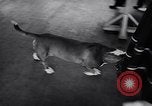 Immagine di Dog show Asbury Park New Jersey USA, 1957, secondo 18 filmato di repertorio 65675040132