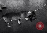 Immagine di Dog show Asbury Park New Jersey USA, 1957, secondo 19 filmato di repertorio 65675040132