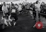 Immagine di Dog show Asbury Park New Jersey USA, 1957, secondo 21 filmato di repertorio 65675040132