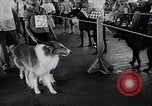 Immagine di Dog show Asbury Park New Jersey USA, 1957, secondo 22 filmato di repertorio 65675040132