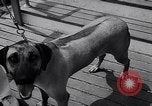 Immagine di Dog show Asbury Park New Jersey USA, 1957, secondo 23 filmato di repertorio 65675040132