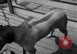Immagine di Dog show Asbury Park New Jersey USA, 1957, secondo 24 filmato di repertorio 65675040132