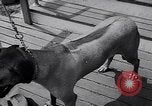 Immagine di Dog show Asbury Park New Jersey USA, 1957, secondo 25 filmato di repertorio 65675040132