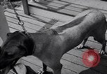 Immagine di Dog show Asbury Park New Jersey USA, 1957, secondo 26 filmato di repertorio 65675040132