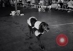 Immagine di Dog show Asbury Park New Jersey USA, 1957, secondo 27 filmato di repertorio 65675040132